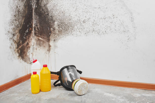 Best Attic Mold Removal  in Fruit Hill, OH