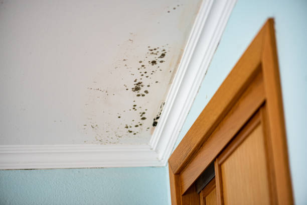 Office Mold Removal Services in Fruit Hill, OH