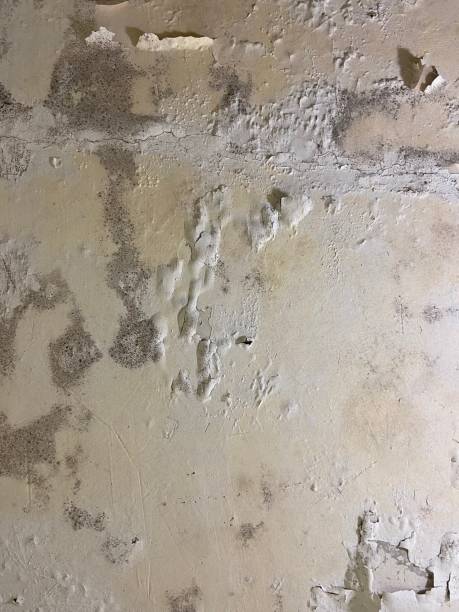 Best Mold Testing  in Fruit Hill, OH