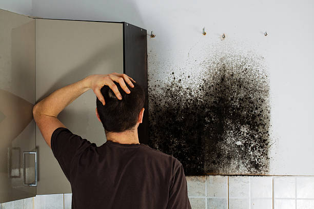 Professional Mold Removal in Fruit Hill, OH