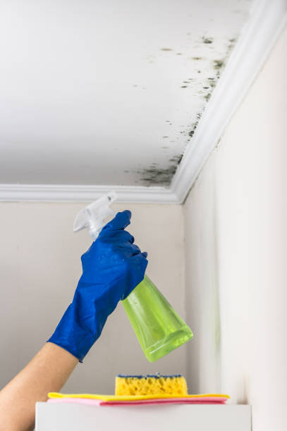 Best Toxic Mold Removal  in Fruit Hill, OH